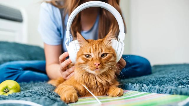 "Hey You" Pink Floyd Cover in Live Music Concert Virtual Reality Video (VR180 3D 5K)